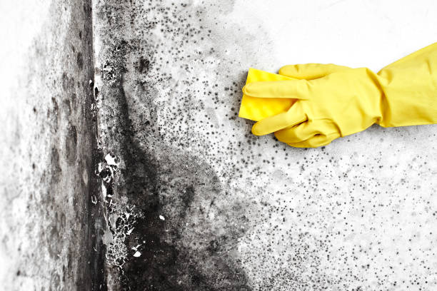 Best Localized Mold Remediation (e.g., coastal areas, humid climates) in Thomas, OK
