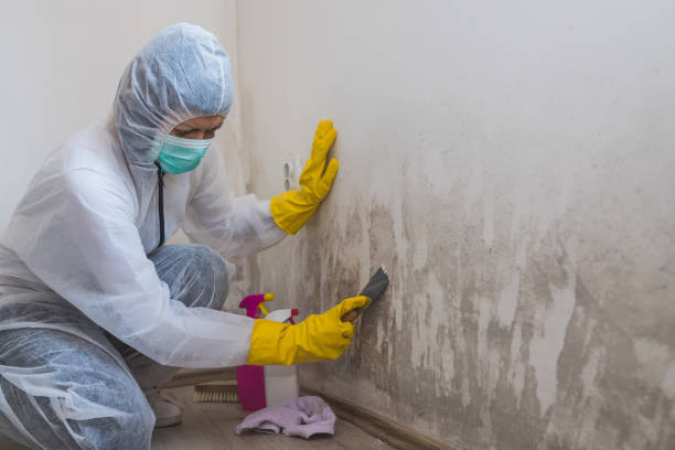 Best Residential Mold Remediation in Thomas, OK