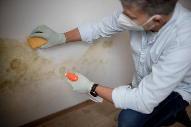 Trusted Thomas, OK Mold Remediation Experts