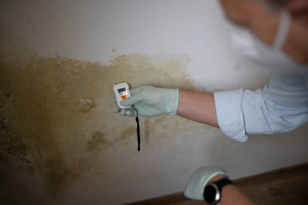 Best Commercial Mold Remediation in Thomas, OK