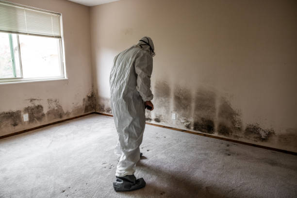 Best White Mold Remediation in Thomas, OK